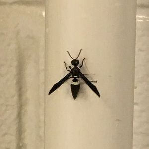 Meet your Posher, Wes